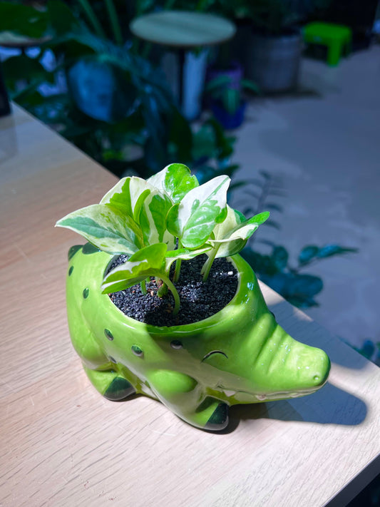 Pothos Njoy (绿萝) in Crocodile Ceramic Pot