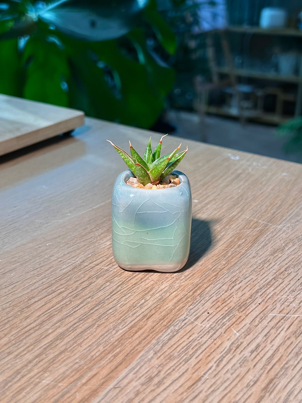 Haworthia (十二卷) Haworthia Limifolia in Glazed Ceramic Pot