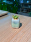 Haworthia (十二卷) Haworthia Limifolia in Glazed Ceramic Pot