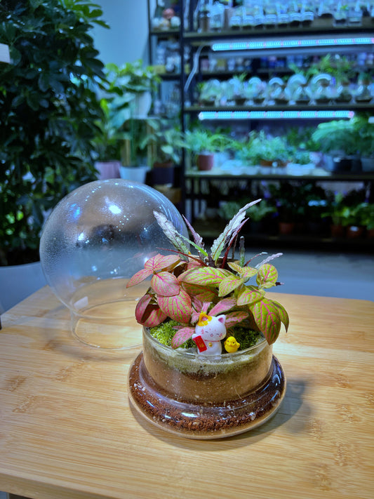 Fittonia & Fern with Moss Arrangement in Clear Dome Glass Terrarium