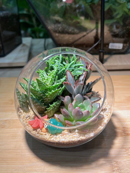 Succulent Arrangement in Round Glass Terrarium