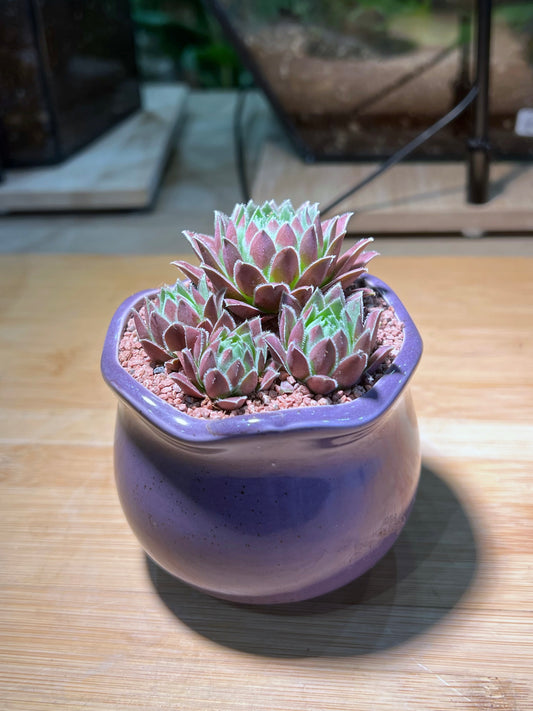 Sempervivum in Crimson Petal Edge Ceramic Pot