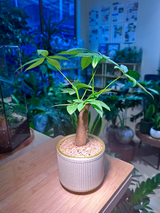 Pachira in Tall Cylindrical Ceramic Pot