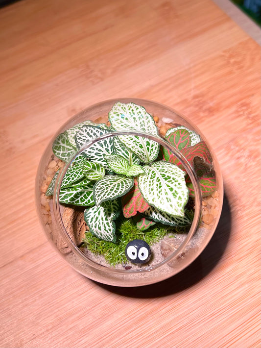 Fittonia with Moss Arrangement in Round Glass (S)