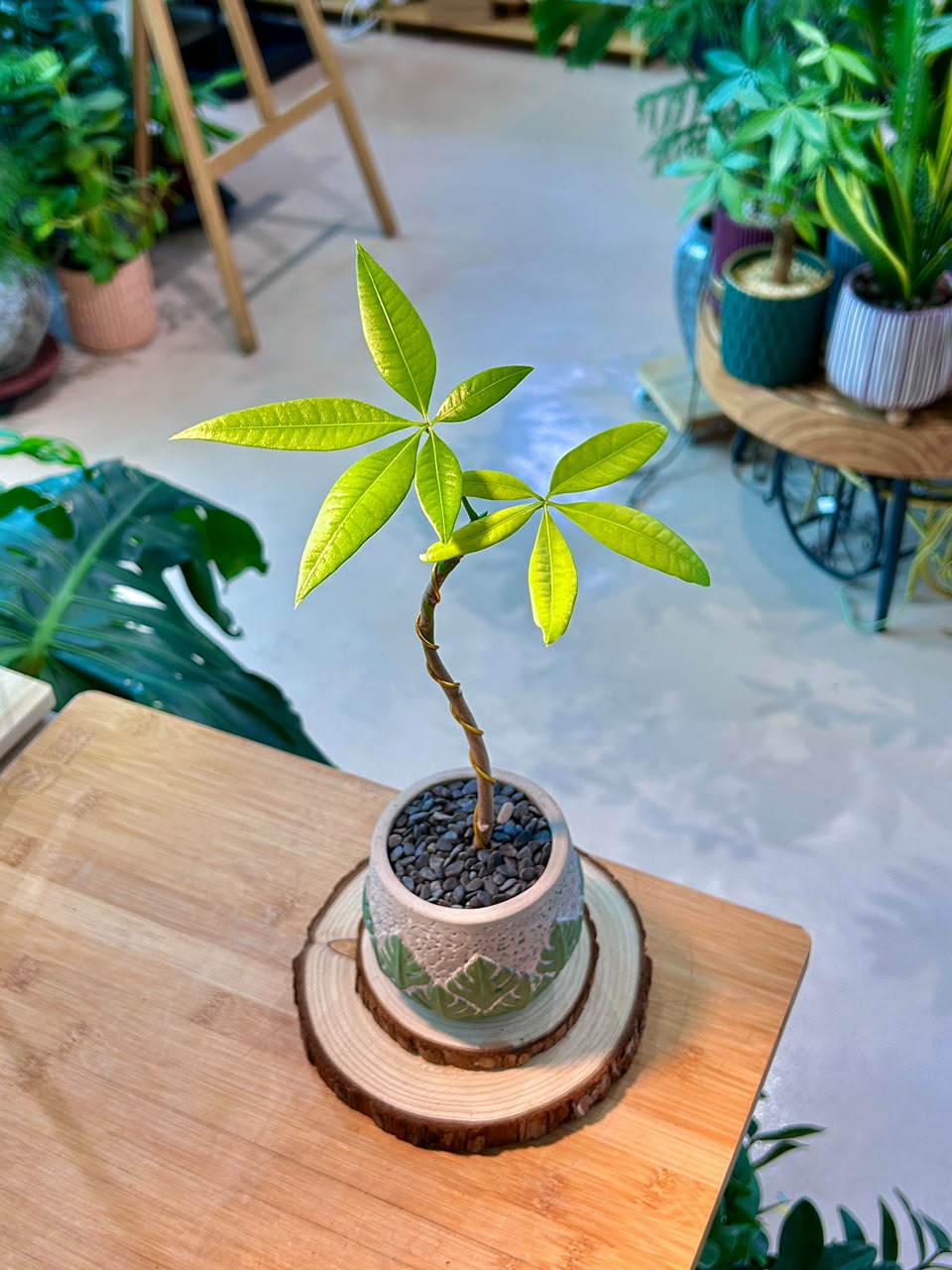 Pachira Aquatica (Money Tree) in Designer Pot