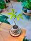 Pachira Aquatica (Money Tree) in Designer Pot
