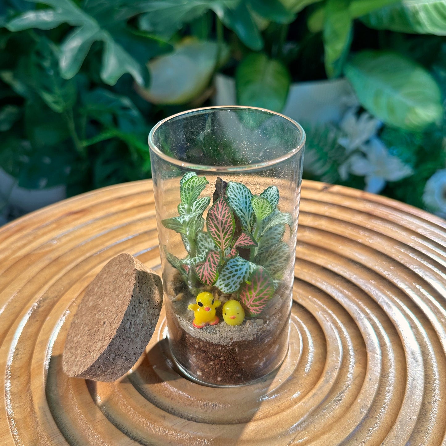 Fittonia in Cylinder Terrarium with Cork(L)