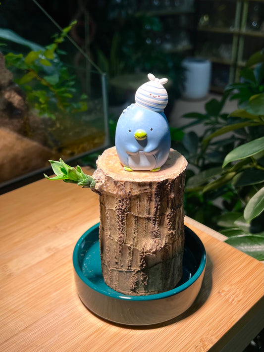 Brazil Wood with Sumikko Figurine