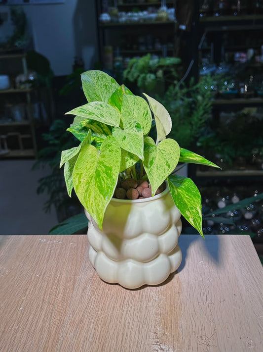 Marble Queen Pothos (绿萝) Epipremnum Aureum in Matte Cream Bubble Polymer Pot