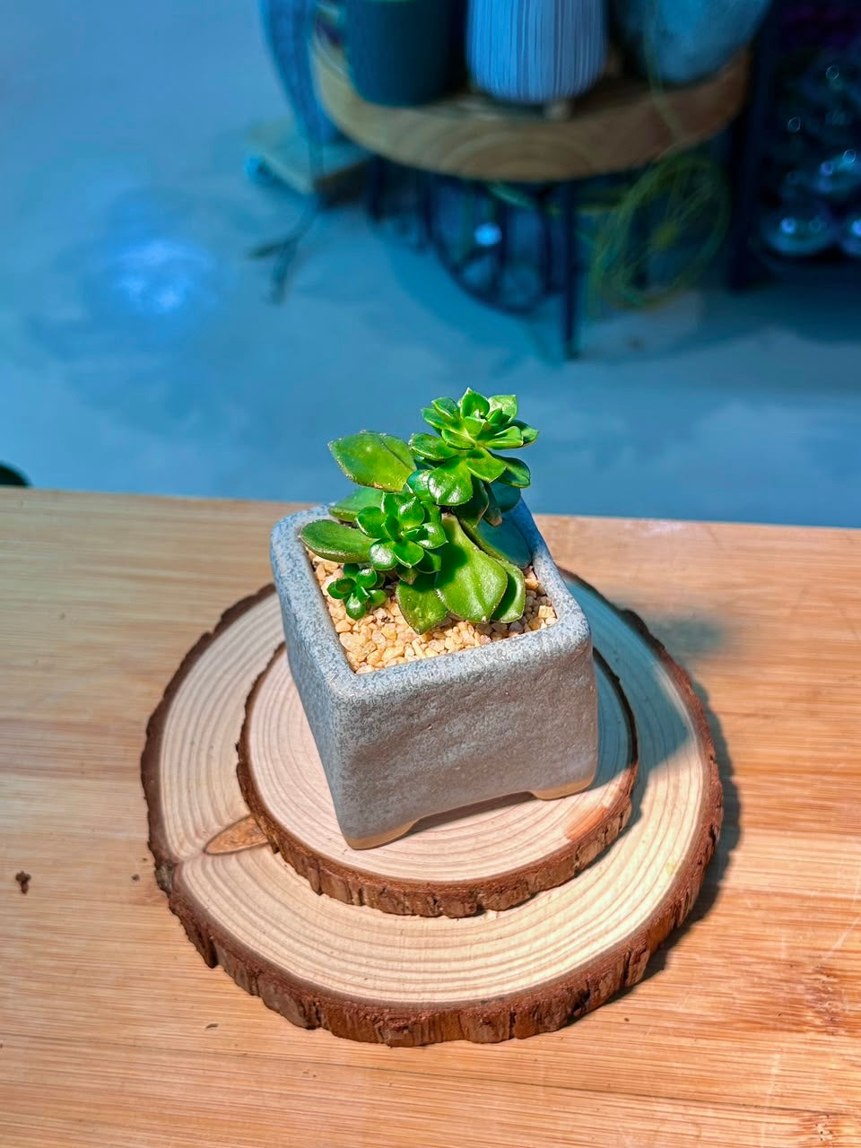 Jade Plant (玉树) Crassula Ovata in Textured Matte Ceramic Pot