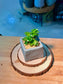 Jade Plant (玉树) Crassula Ovata in Textured Matte Ceramic Pot