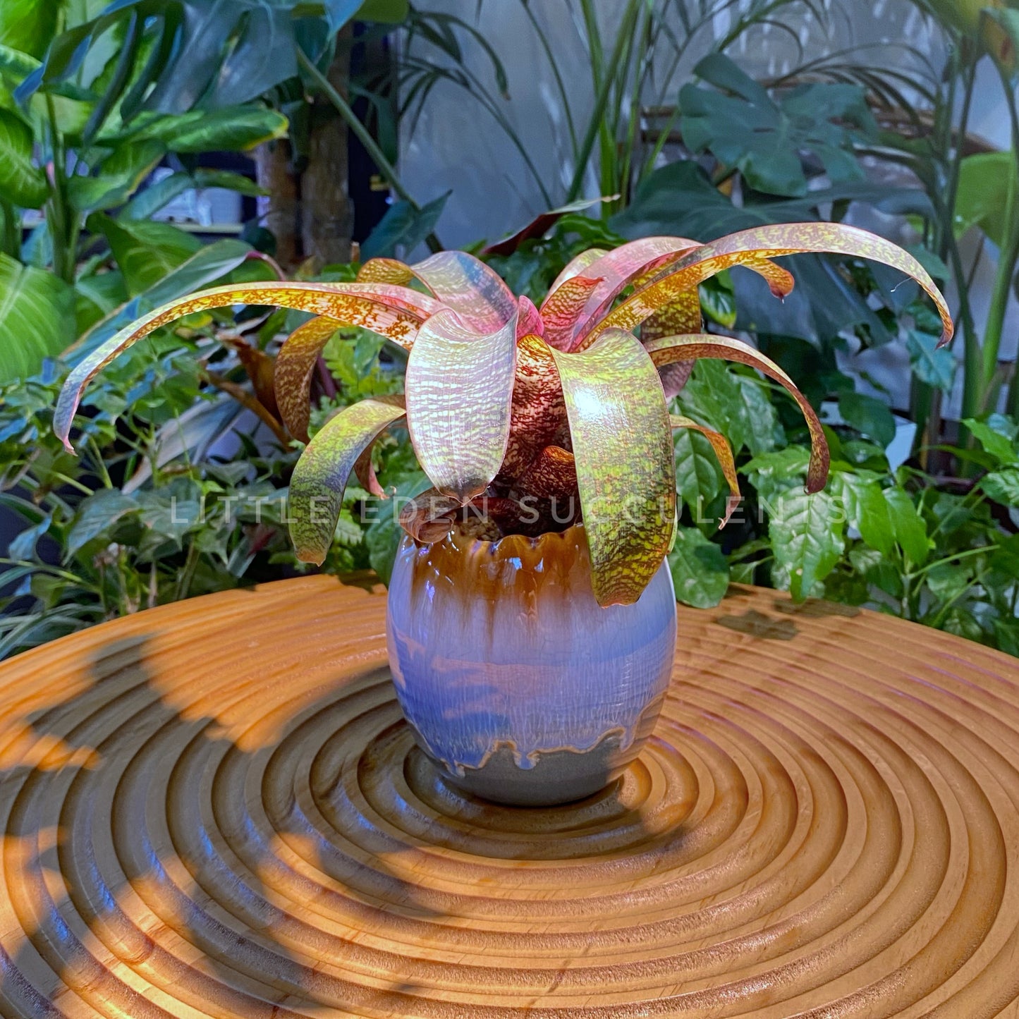 Bromeliad in Blue Marble Designer Pot