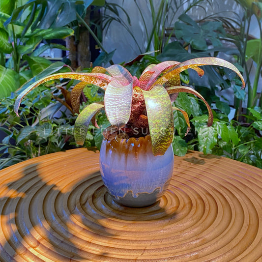 Bromeliad in Blue Marble Designer Pot