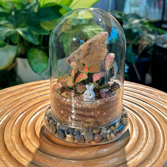 Fittonia Bell Glass Indoor Plant Terrarium