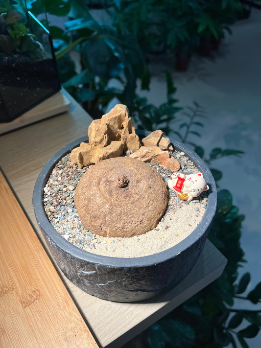Stephania (ๅฑฑไน้พ) in Matt Textured Designed Pot