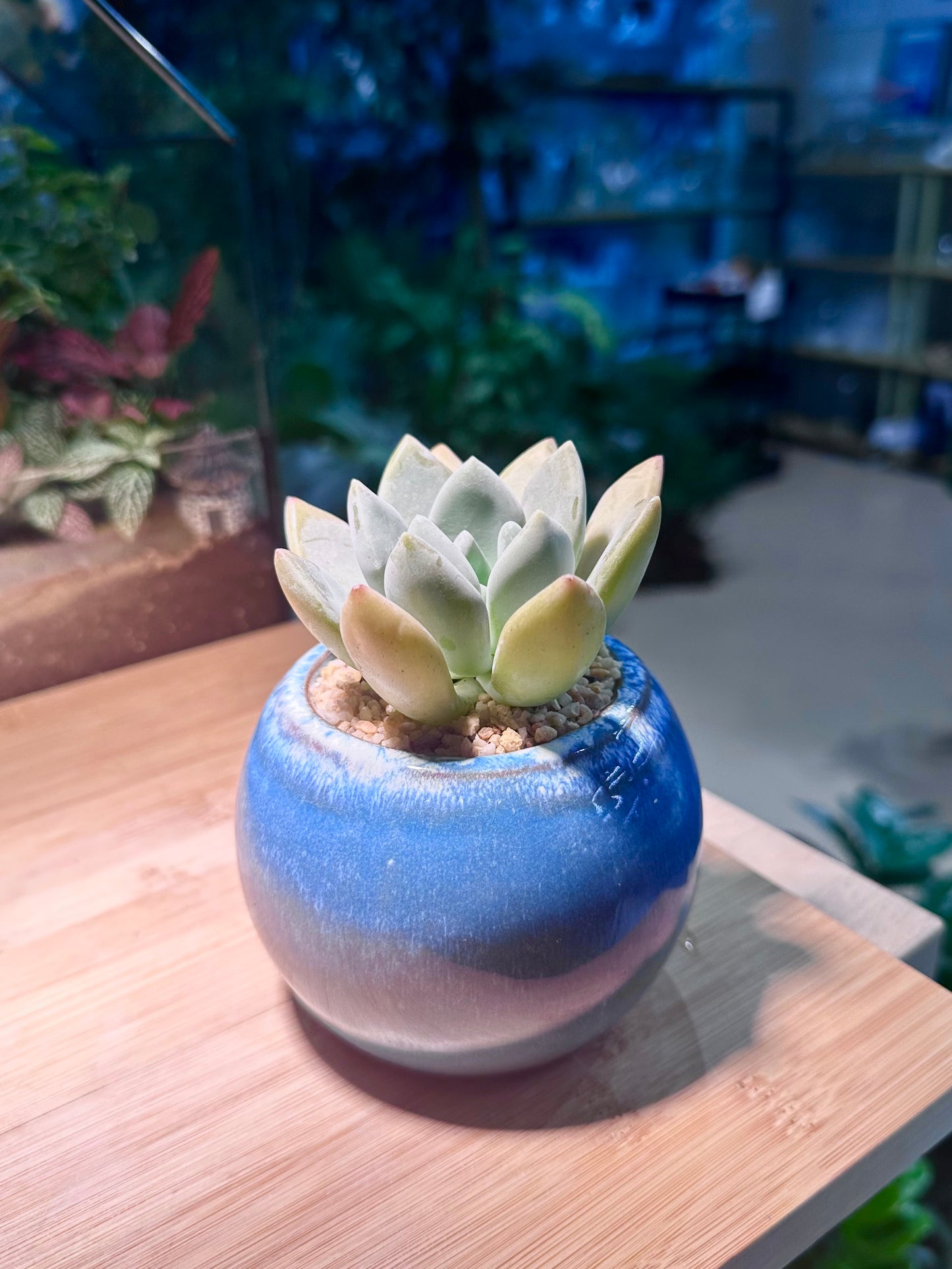 Pachyphytum in Sea Blue Ceramic Pot