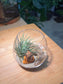 Airplant in Wine Glass with Capybara Figurine