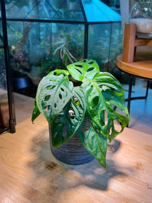 Monstera in Bluish Grey Textured Claypot