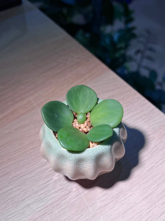Peperomia Hope in Pumpkin Ceramic Pot