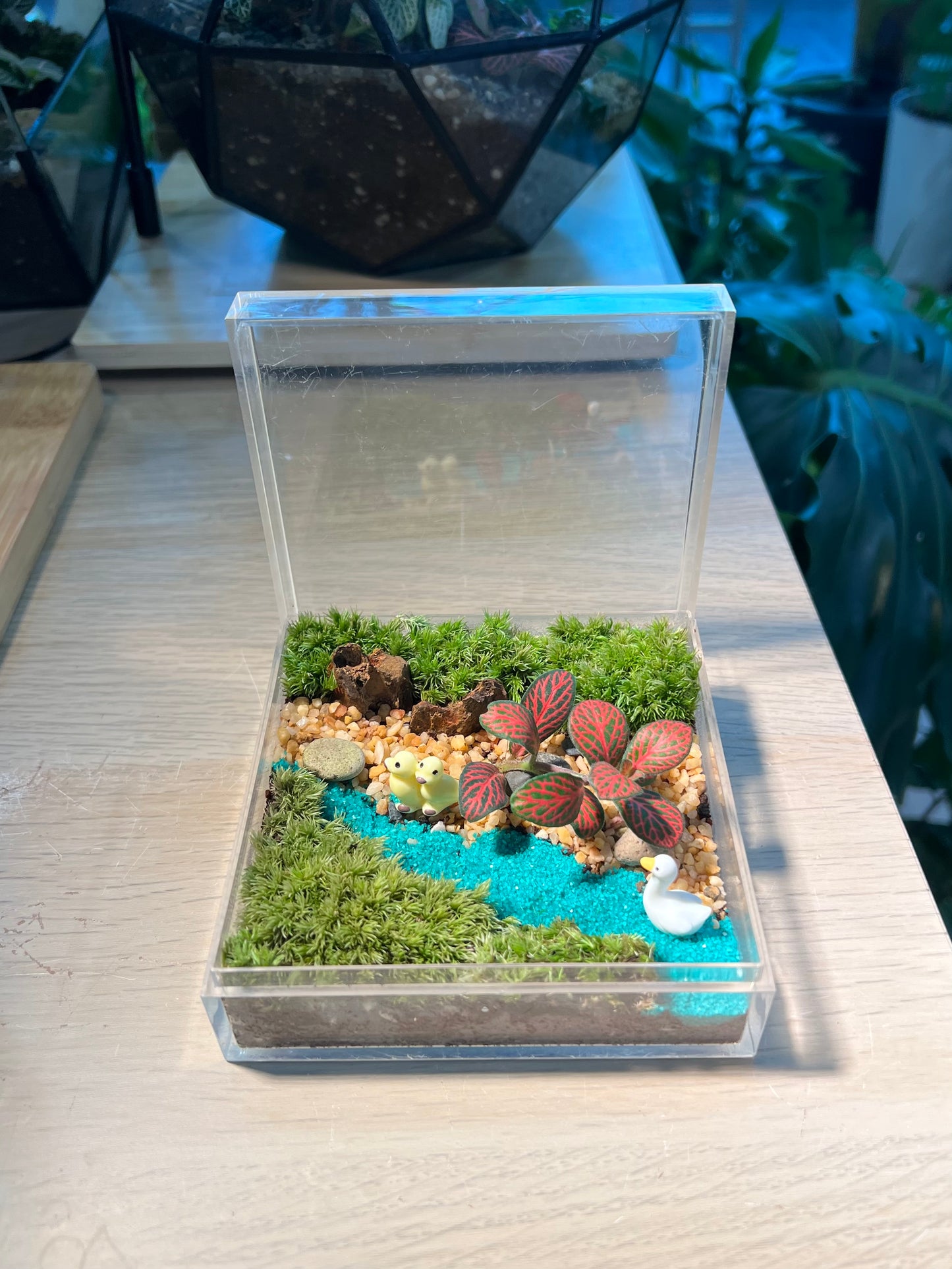 Fittonia with Moss Arrangement in Arcylic Terrarium (L1)