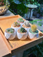 Door Gift - Mini Succulent & Cactus (多肉植物与仙人掌) in Geometric Polymer Pot (10pcs/set)