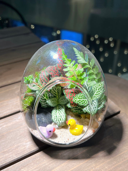 Fittonia & Fern Arrangement in Eggette  Glass Terrarium