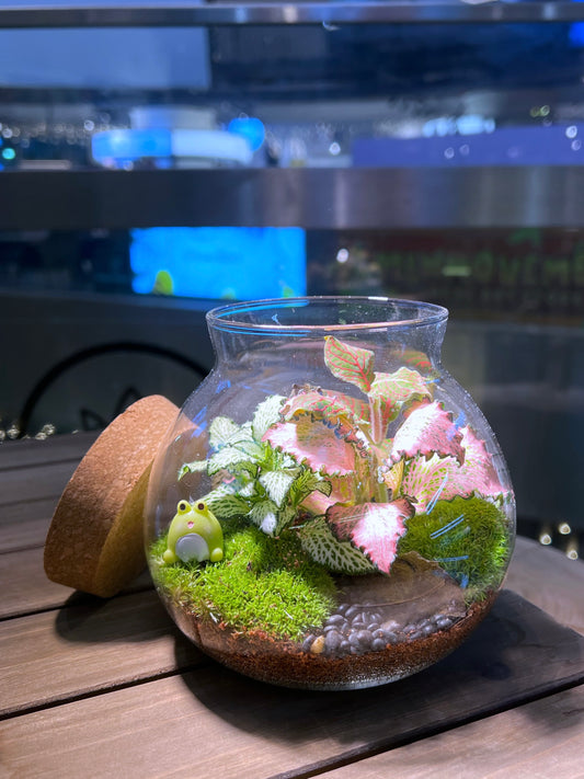 Fittonia with Moss Arrangement in Round Covered Glass (M)