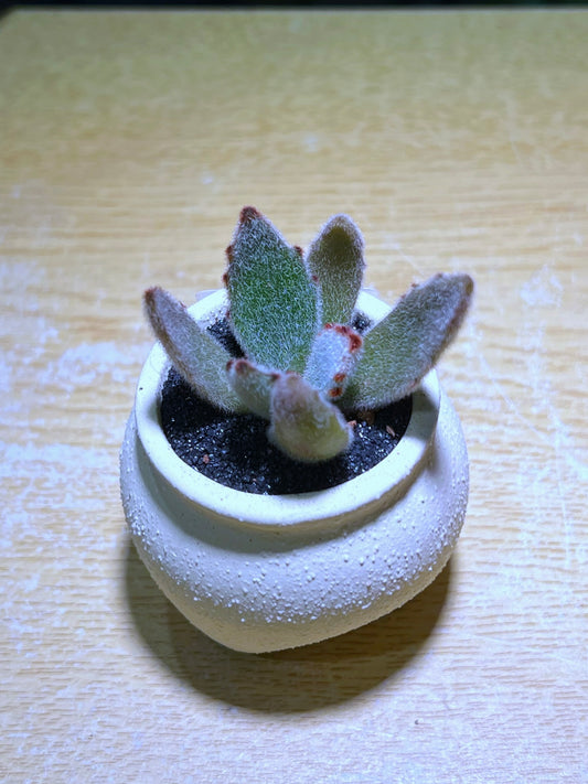 Kalanchoe Tomentosa in Fat Triangular Based Pot