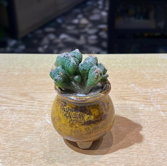 Cereus in Yellow Ceramic Pot