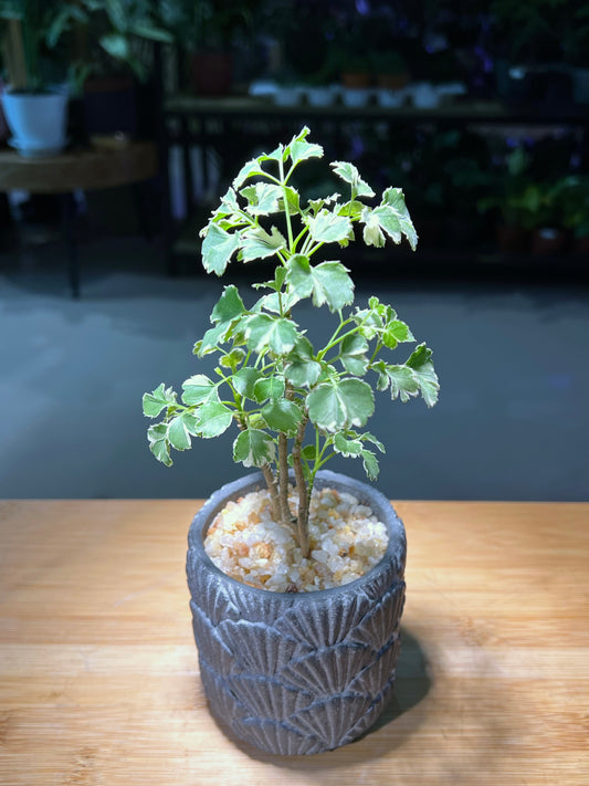Variegated Polyscias in Seashell Matt Textured Claypot