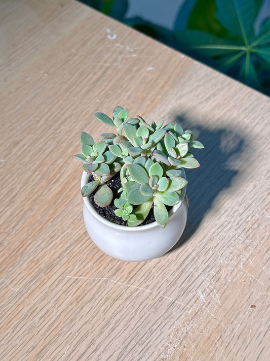 Tricolor Stonecrop (小球玫瑰锦) Sedum Spurium in White Glazed Ceramic Pot