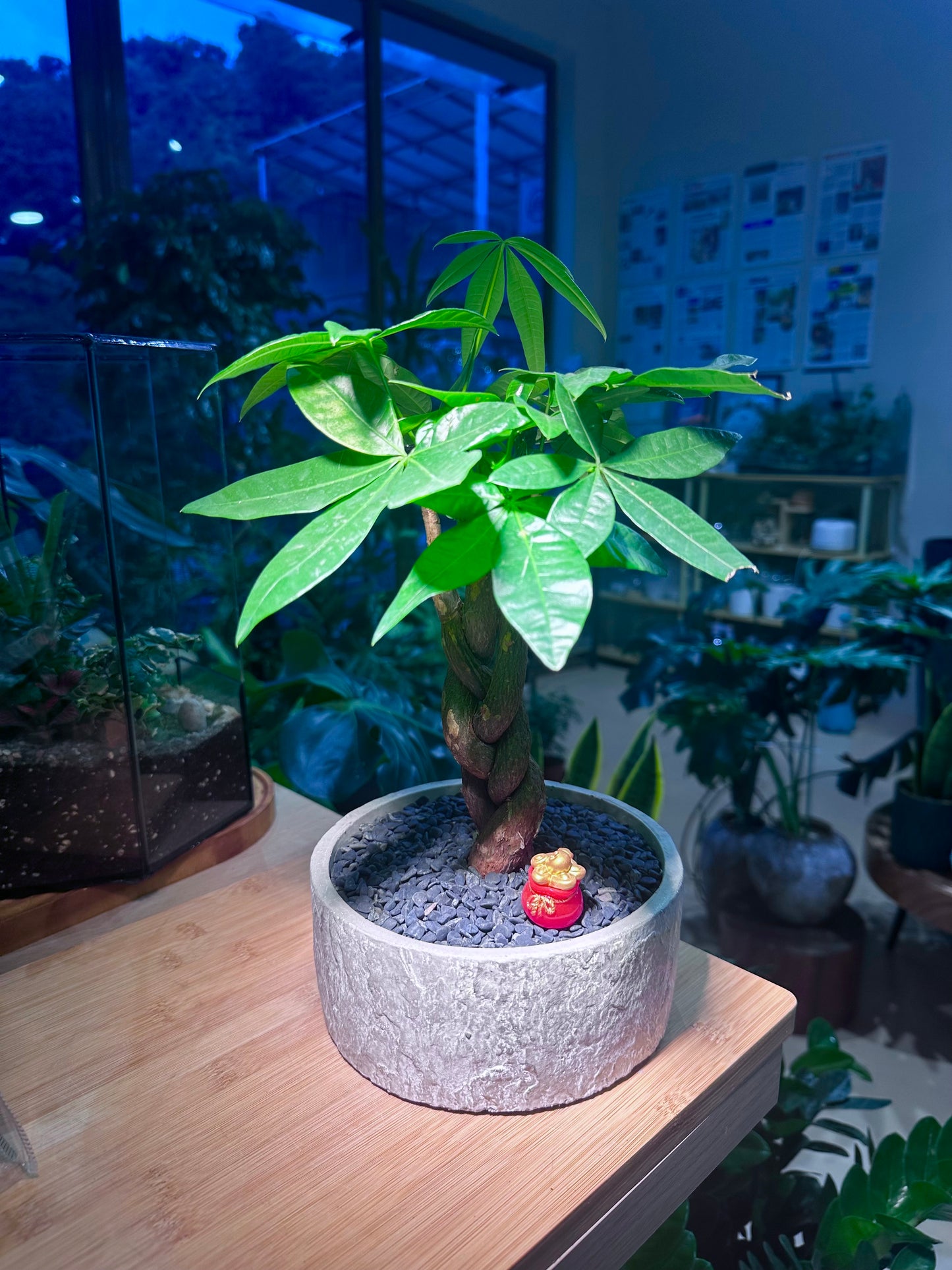 CNY Theme - Pachira Money Tree in Stone Designed Ceramic Pot