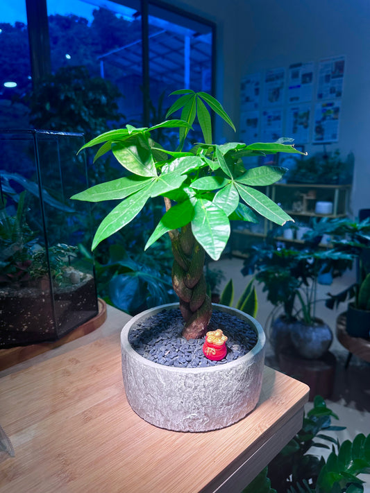 Pachira (εθ΄’ζ ) Money Tree in Stone Designed Ceramic Pot