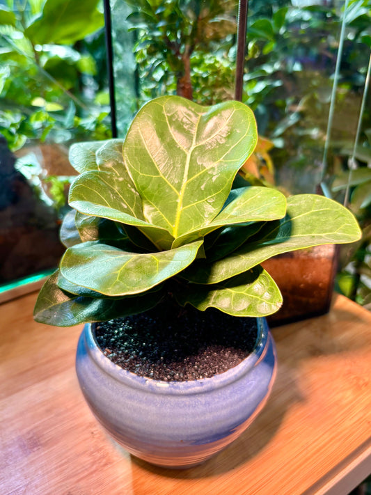 Ficus Lyrata Warb in Deep Sea Pot 🌊
