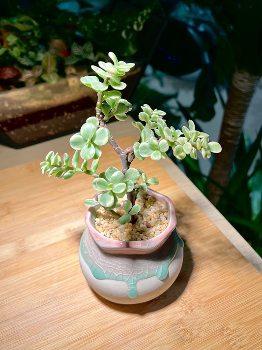 Protulacaria in Tricolor Ceramic Pot