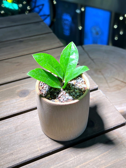 ZZ Plant in Bamboo Pot