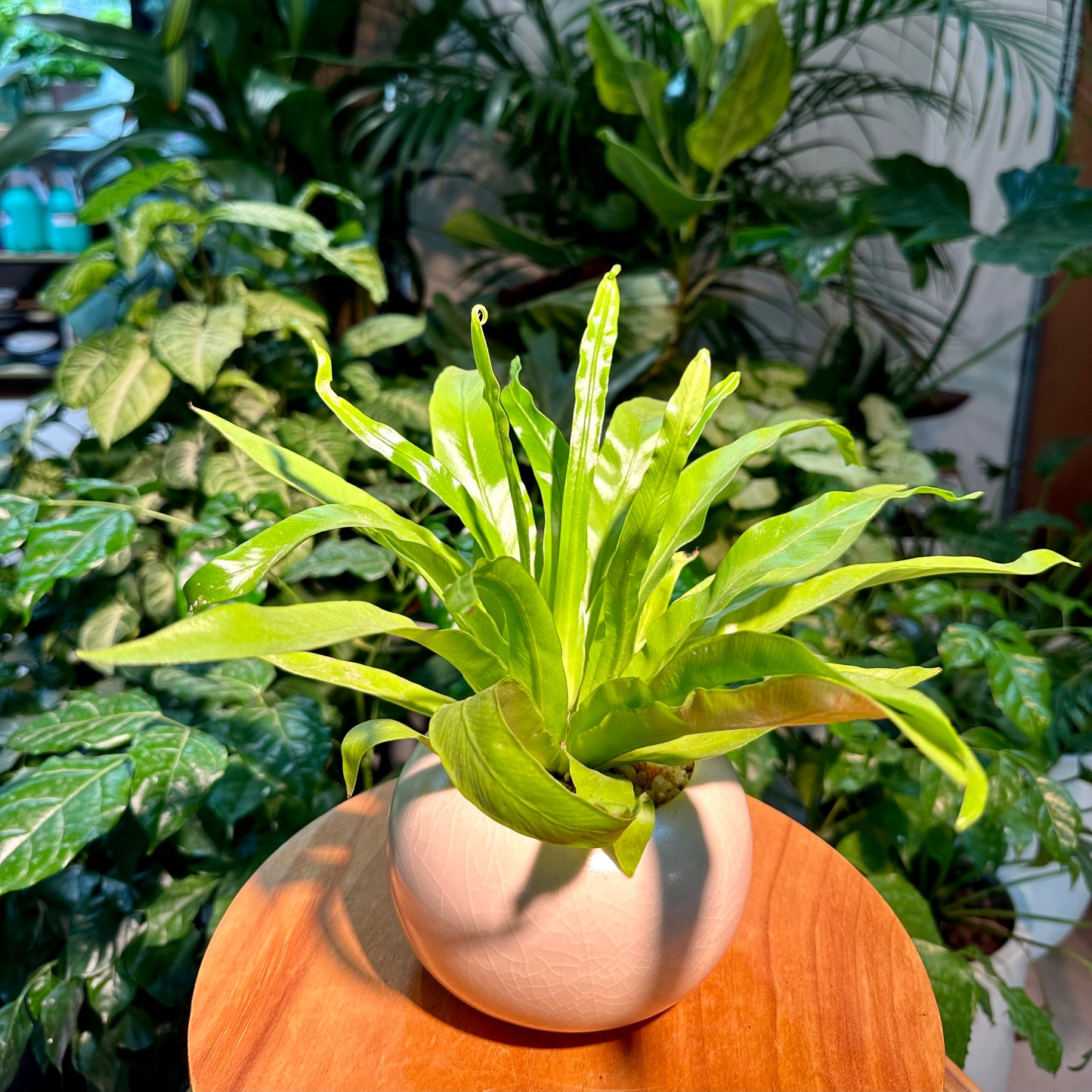 Asplenium Nidus Bird’s Nest Fern in White Designer Pot