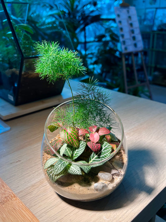 Fittonia and Fern with Moss (Indoor Plant) Arrangement in Slanted Glass Terrarium