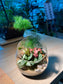 Fittonia and Fern with Moss (Indoor Plant) Arrangement in Slanted Glass Terrarium