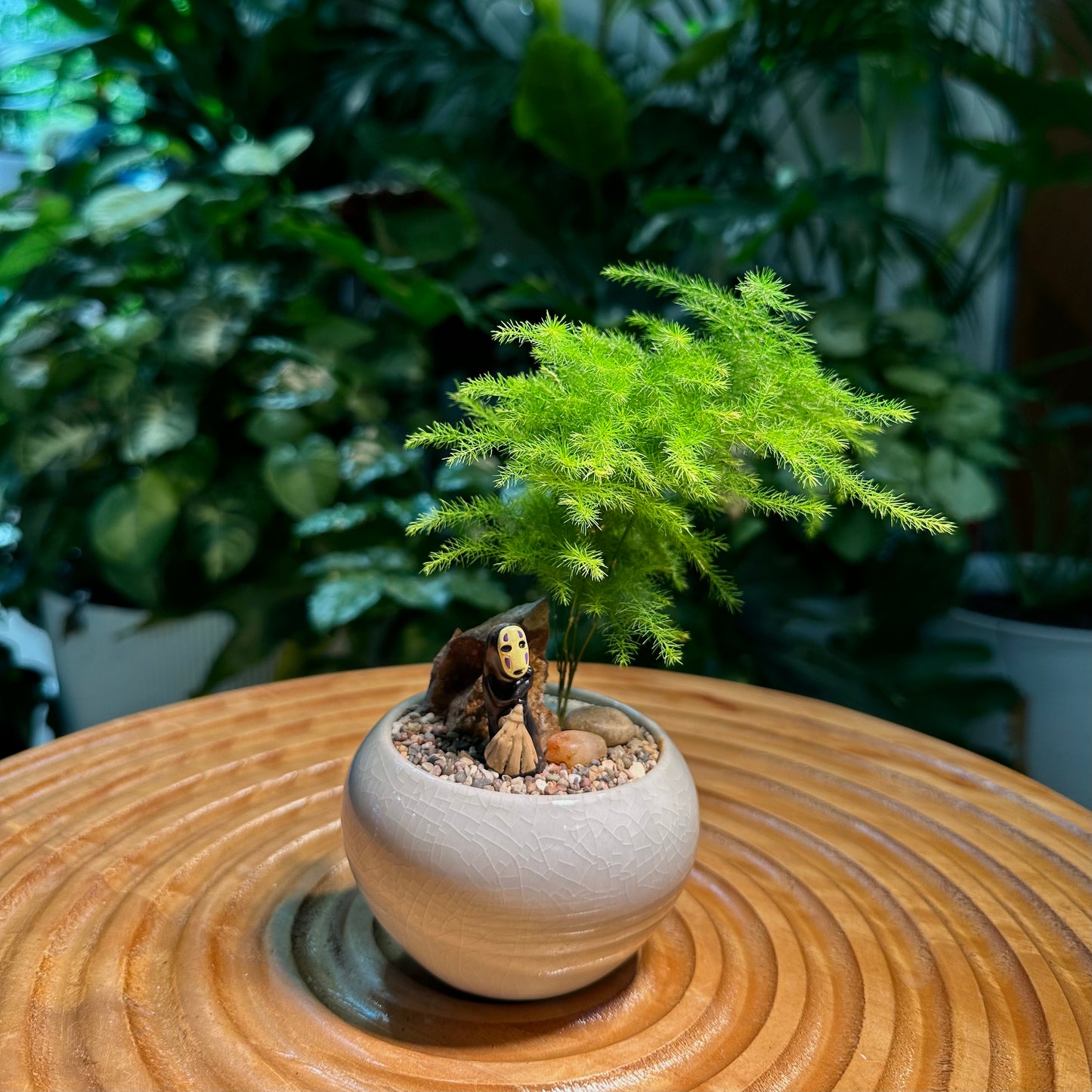 Asparagus Fern in White Ceramic Pot