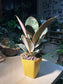 Ficus Elastica in Yellow Geometric Pot