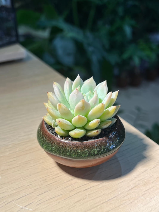 Echeveria in Saucer Plate