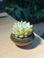 Echeveria in Saucer Plate