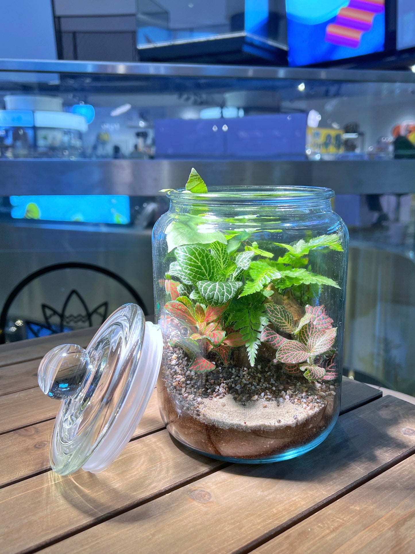 Fittonia & Fern Arrangement in Terrarium Jar