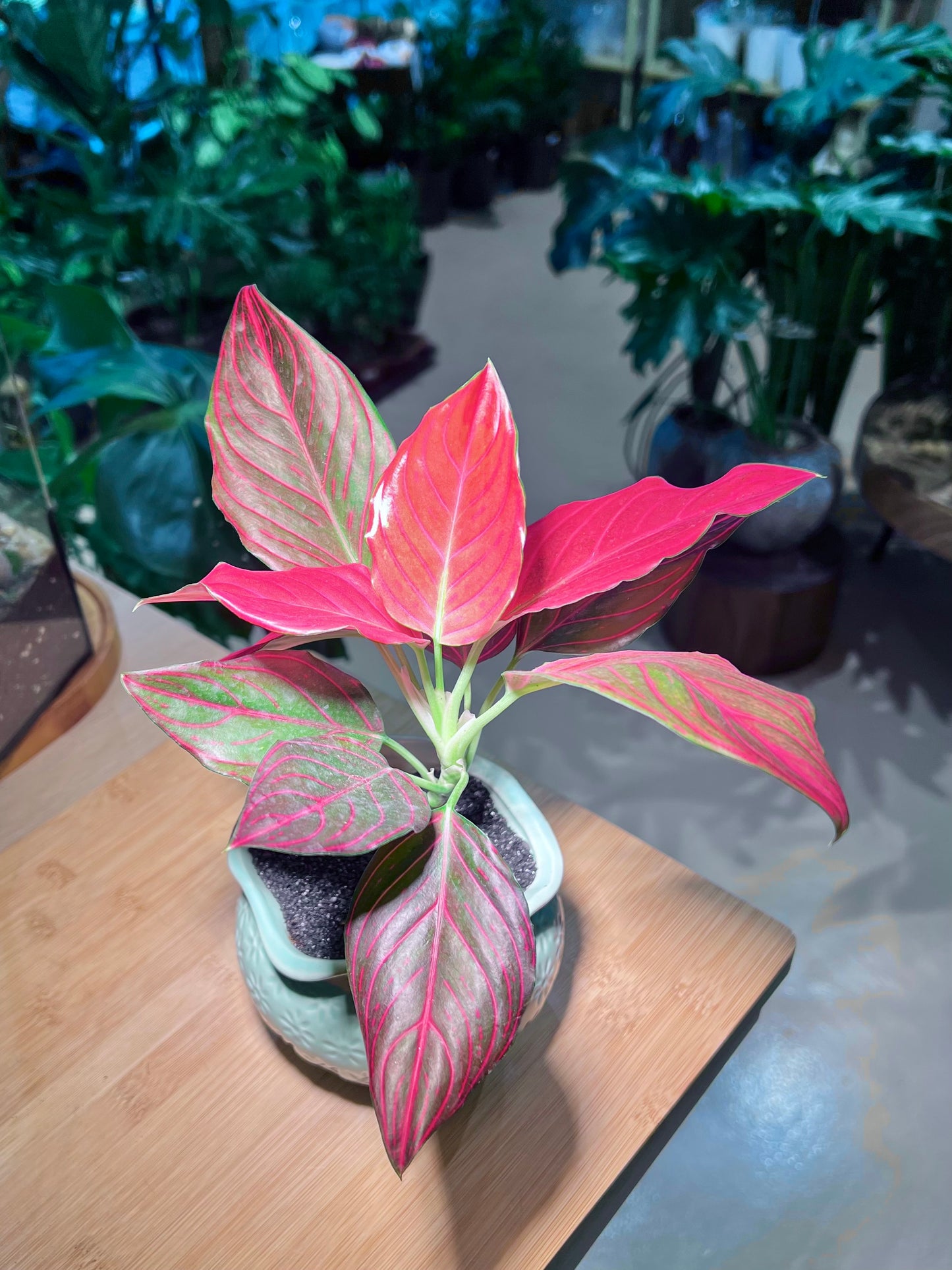 Aglaonema Plant in Handmade Petal Edge Ceramic Pot