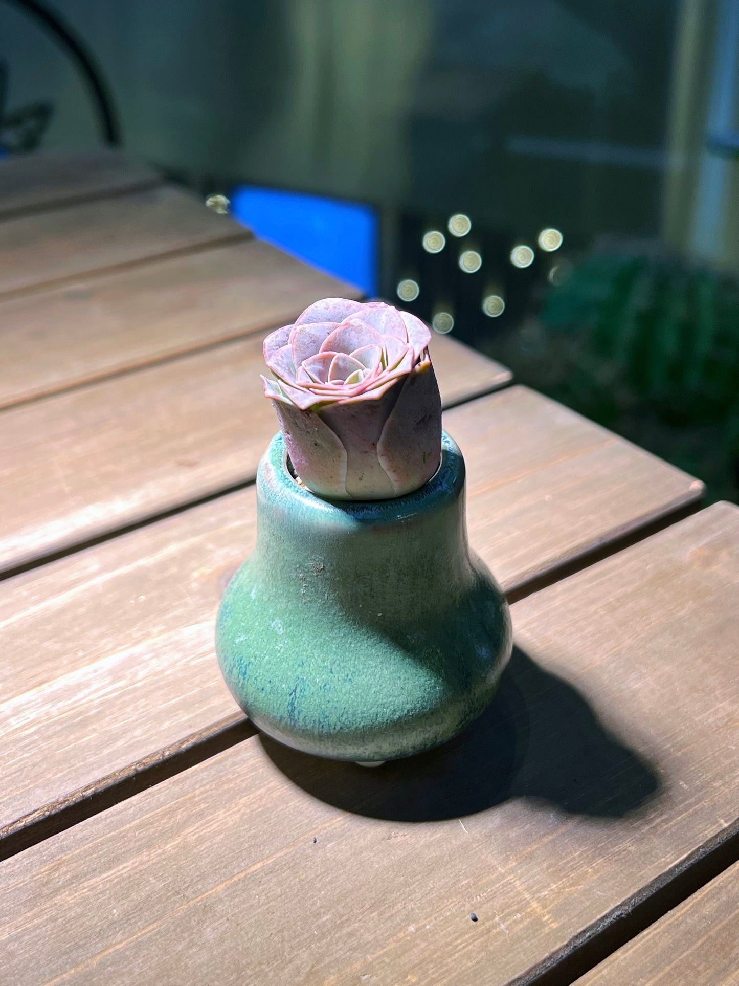 Mountain Rose in Fresh Green Pot