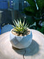 Haworthia Limifolia in Giant Marble Ceramic Pot