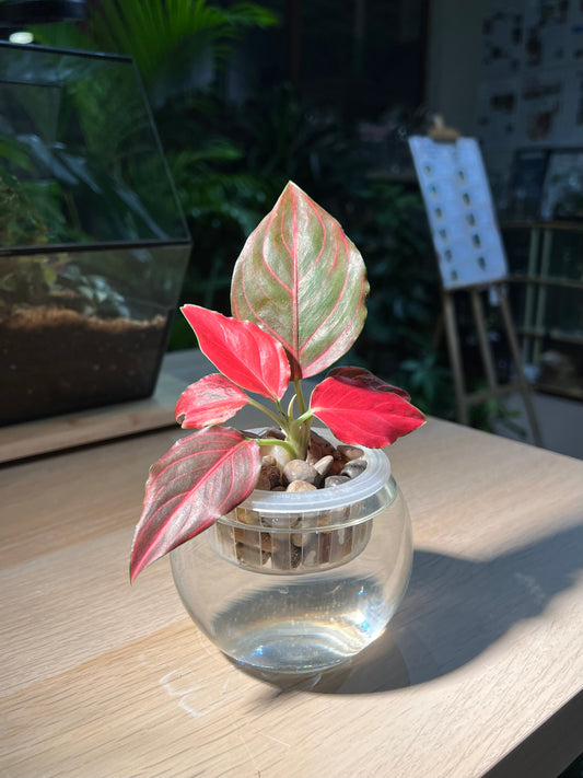 Aglaonema in Round Water Based Glass
