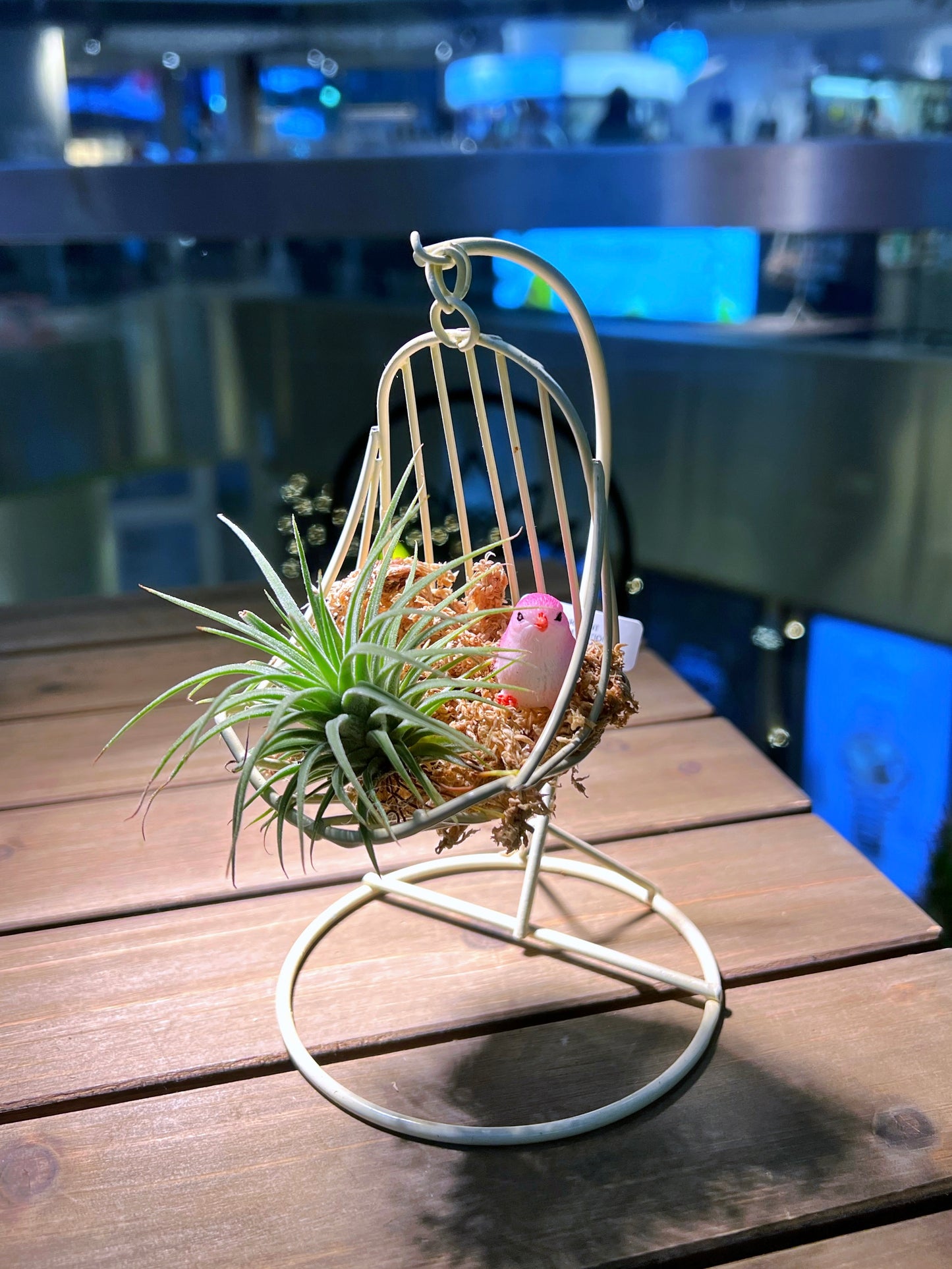 Airplant on Cradle with Bird