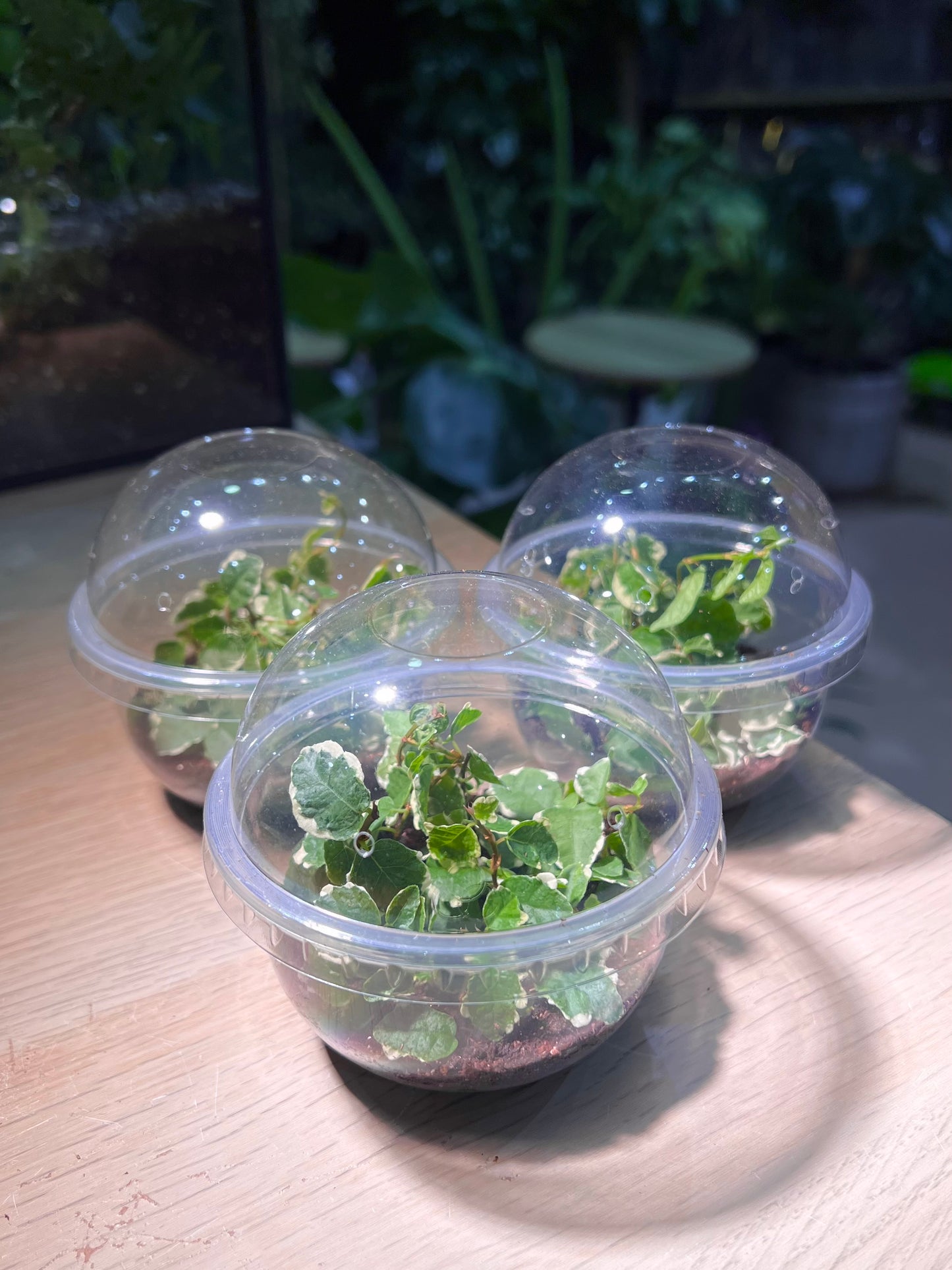 Cupcake Pot - Ficus Pumila